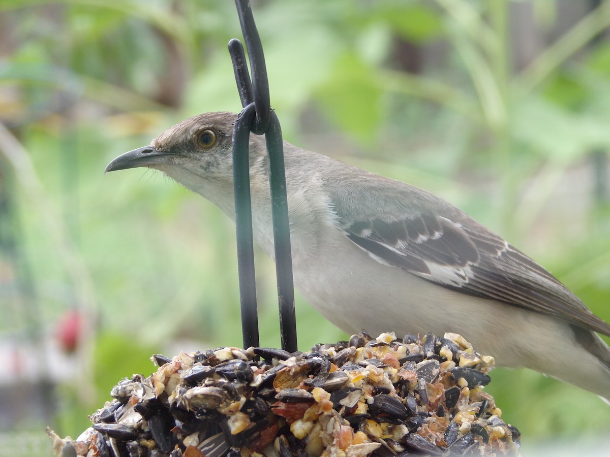 Northern Mockingbird - ML620000929