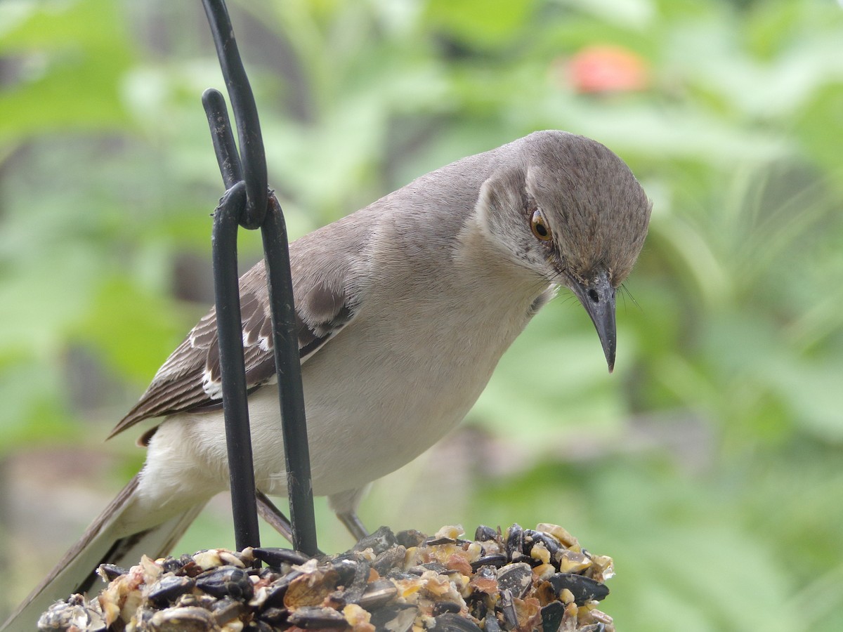 Northern Mockingbird - ML620000937