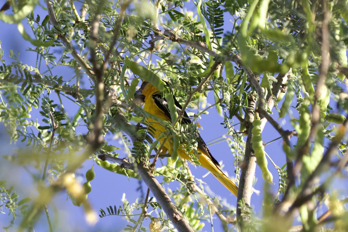 Bullock's Oriole - ML620000939