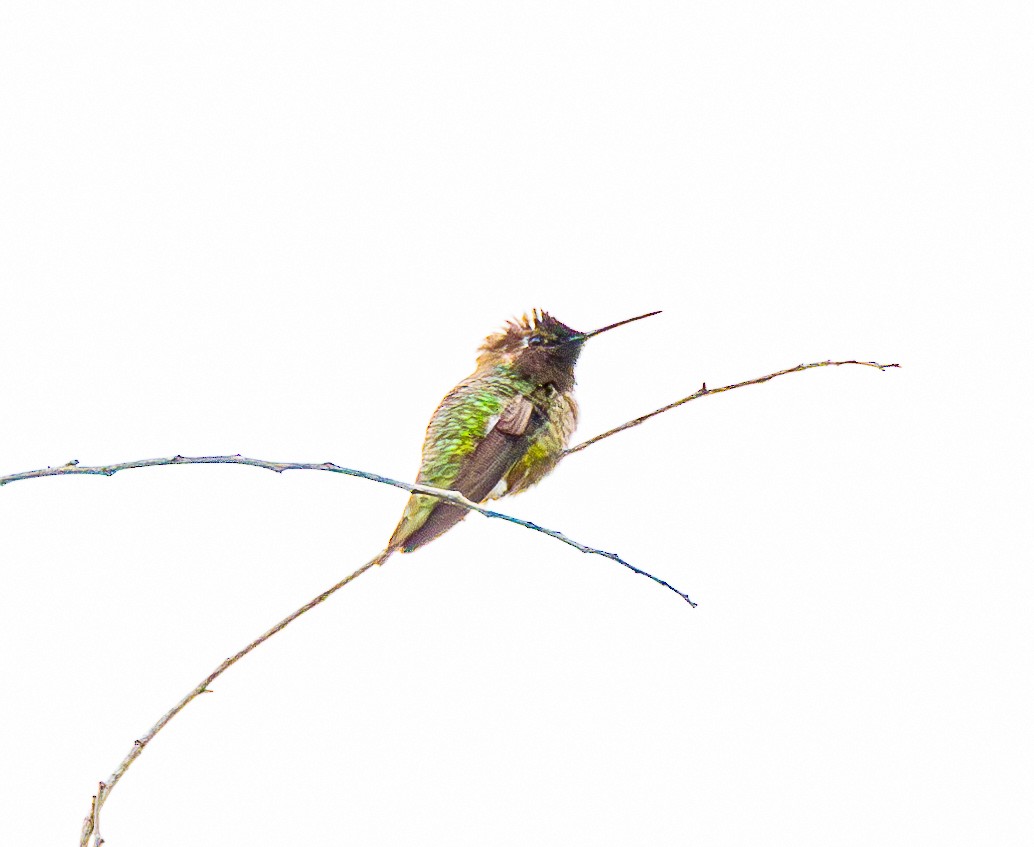Anna's Hummingbird - ML620000940