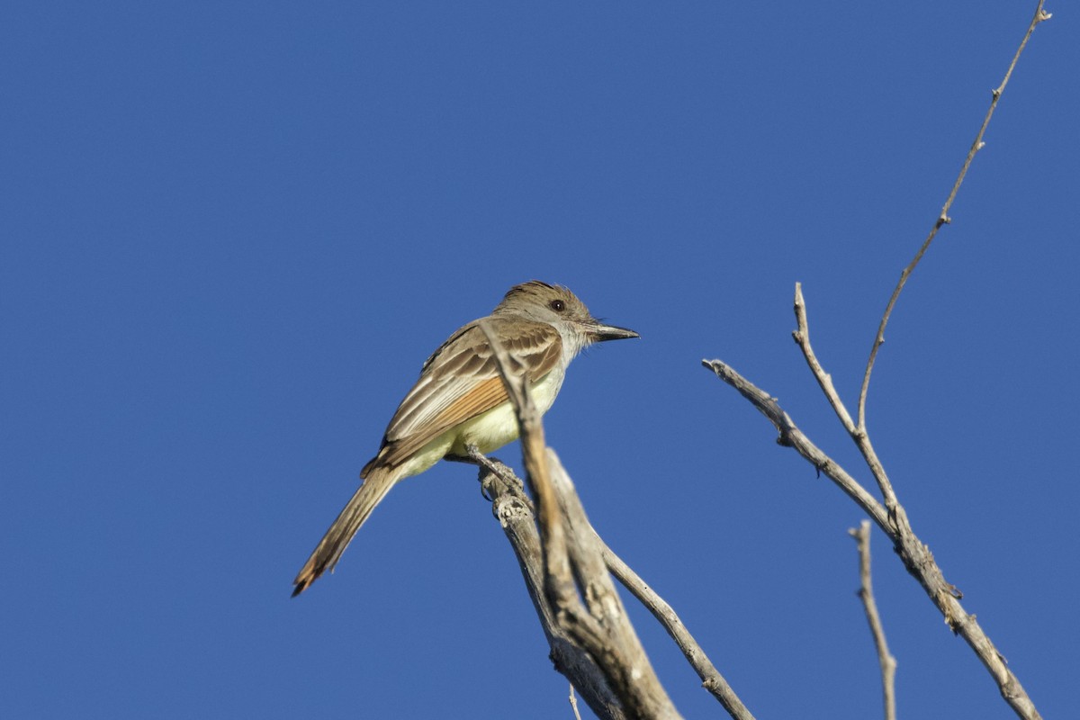 Ash-throated Flycatcher - ML620000942