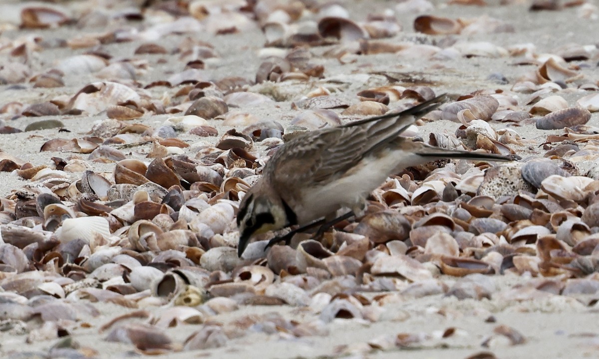 Horned Lark - ML620000943