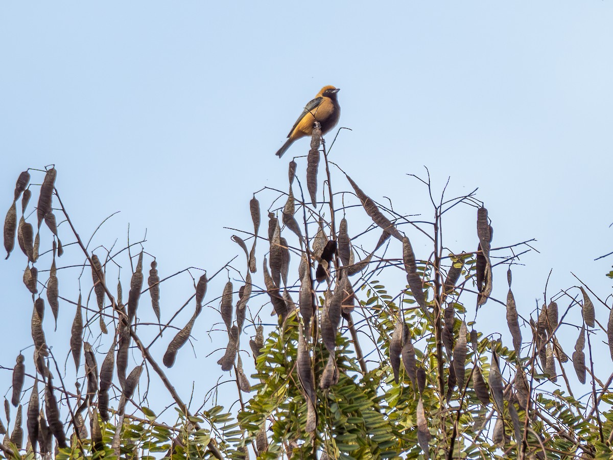 Burnished-buff Tanager - ML620000944