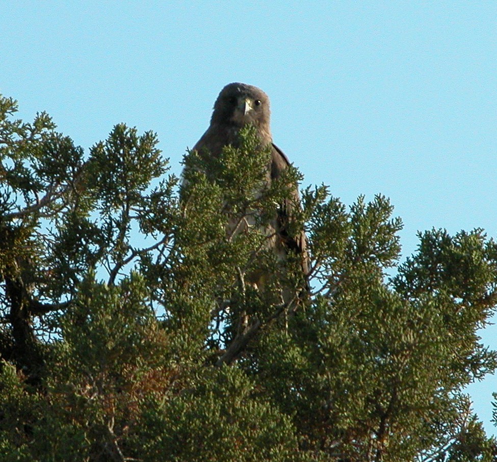 Swainson's Hawk - ML620000947