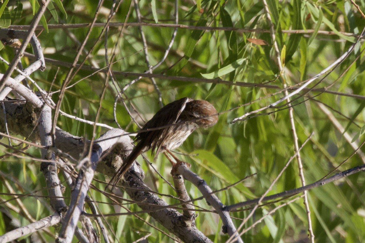 Song Sparrow - ML620000948