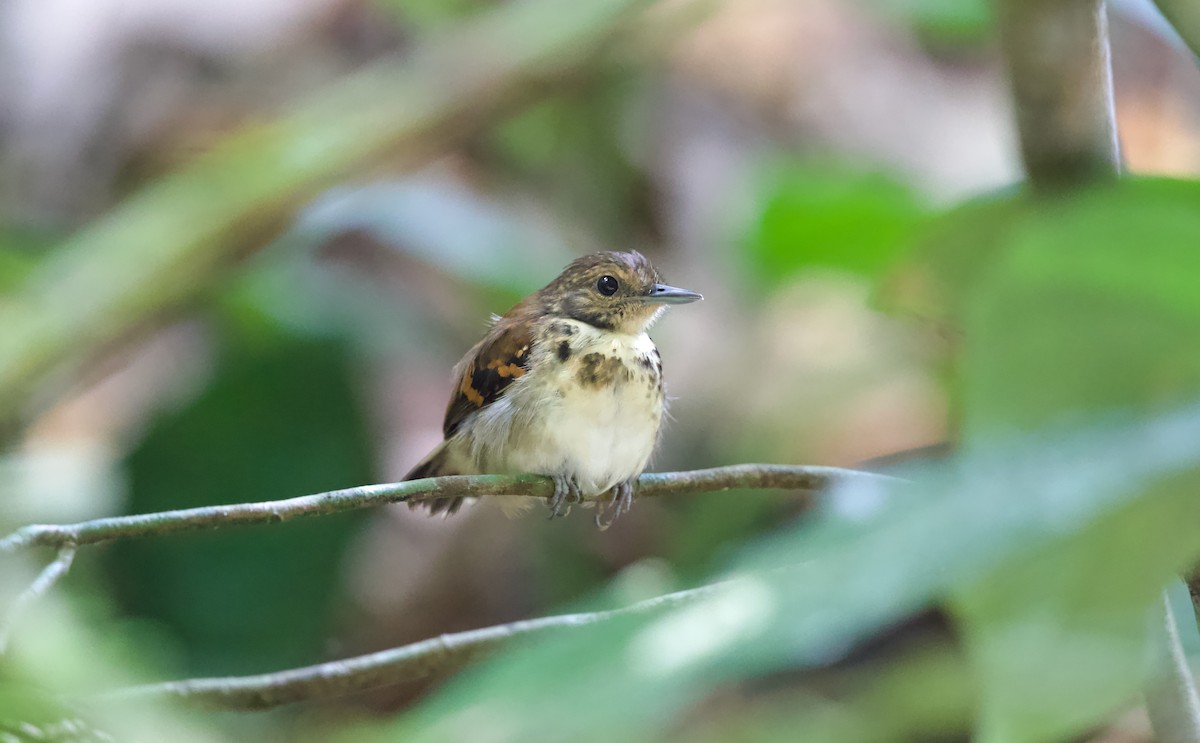 Spotted Antbird - ML620000951