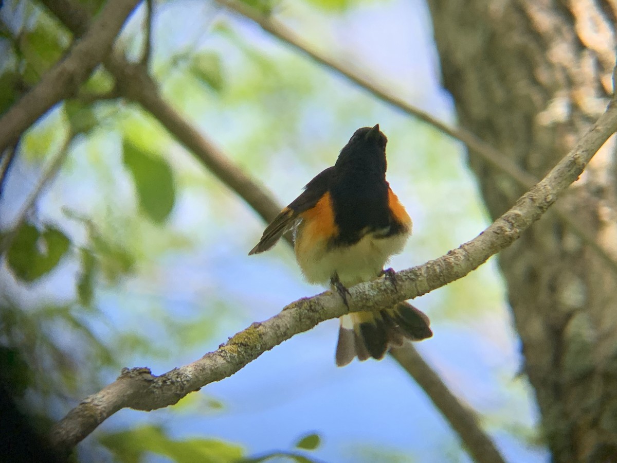 American Redstart - ML620000952