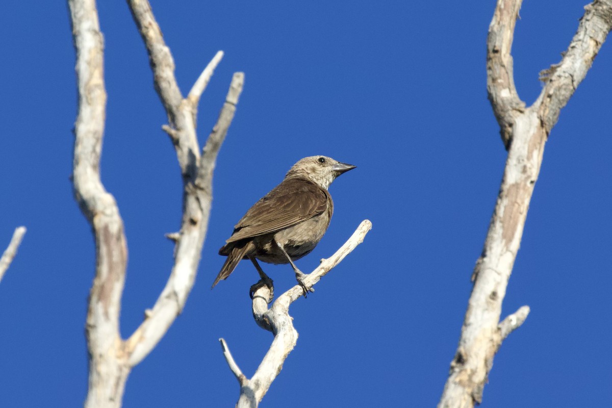 Brown-headed Cowbird - ML620000954