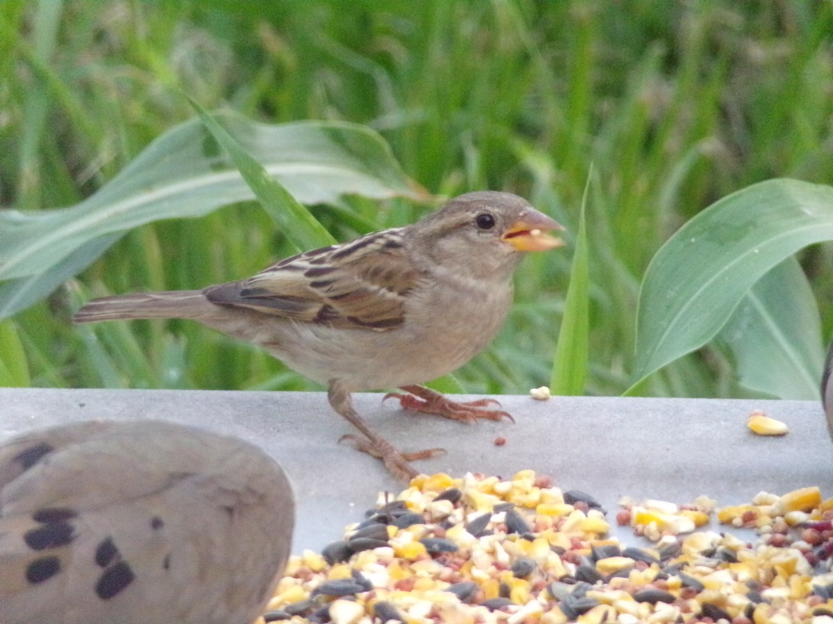 House Sparrow - ML620000967