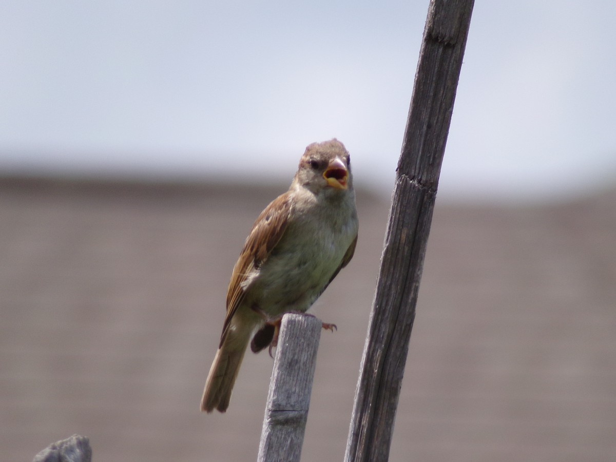 House Sparrow - ML620000969