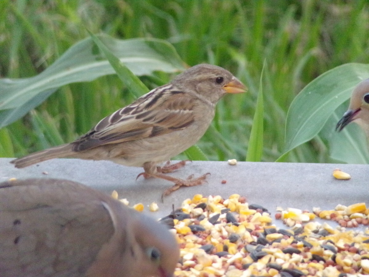 House Sparrow - ML620000971