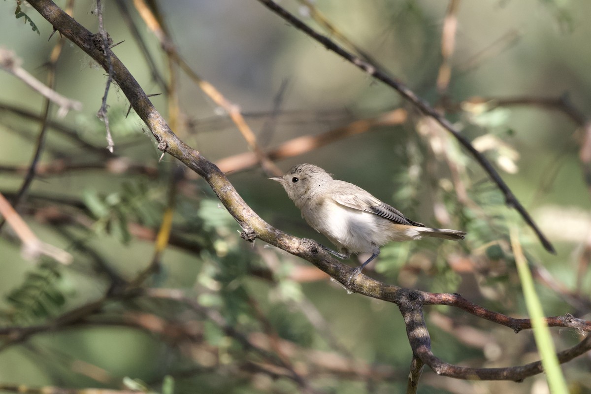 Lucy's Warbler - ML620000992