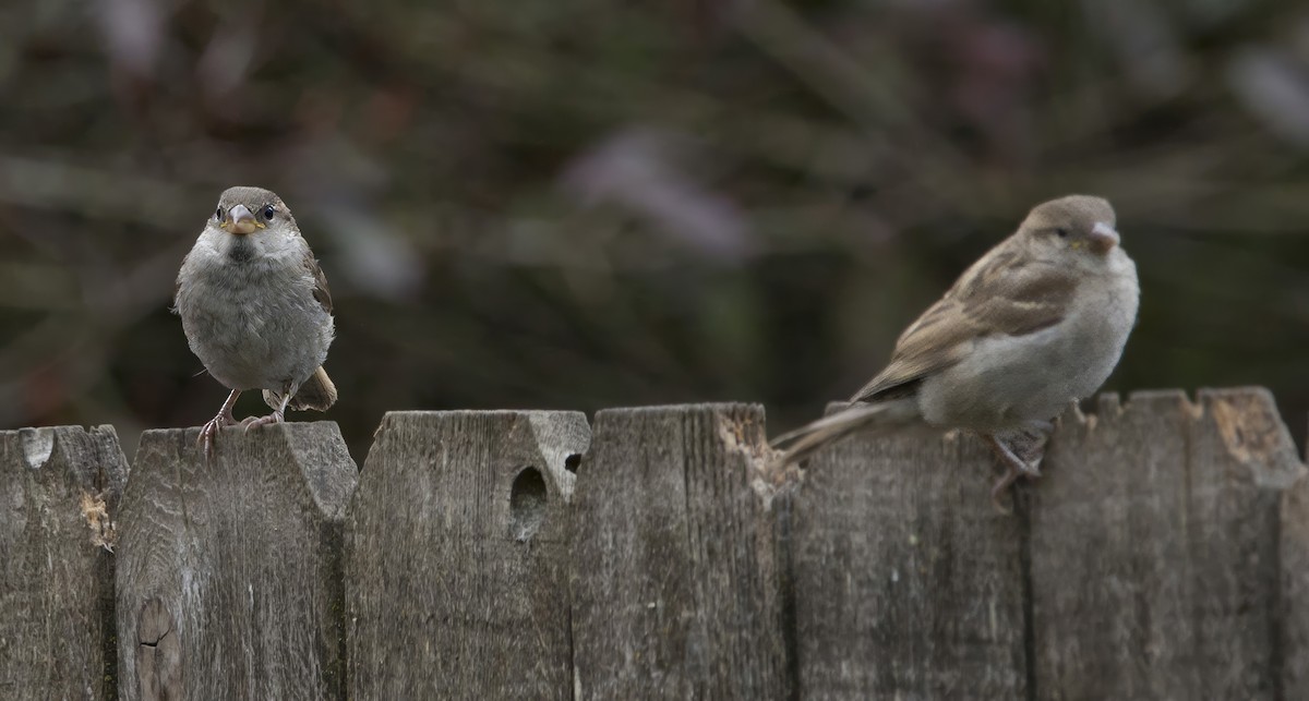 House Sparrow - ML620001000