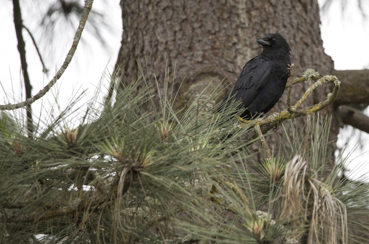 American Crow - ML620001028