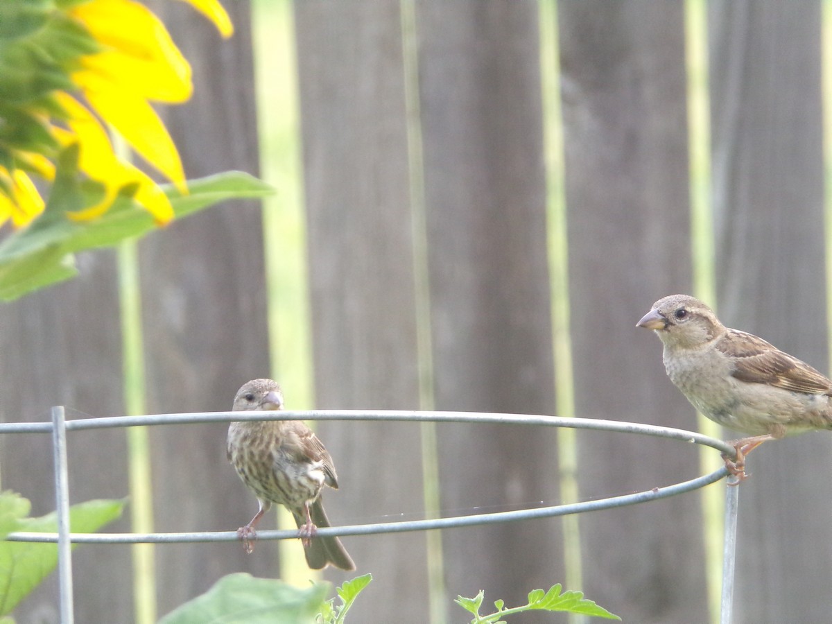 House Sparrow - ML620001031