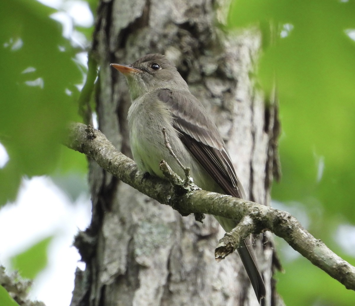 Eastern Wood-Pewee - ML620001033