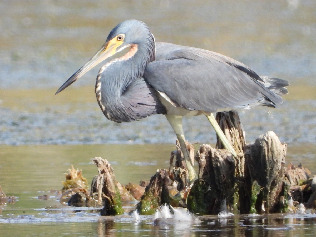 Tricolored Heron - ML620001042