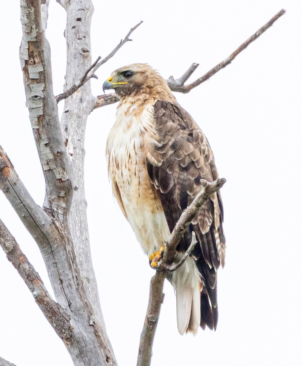 Red-tailed Hawk - ML620001055