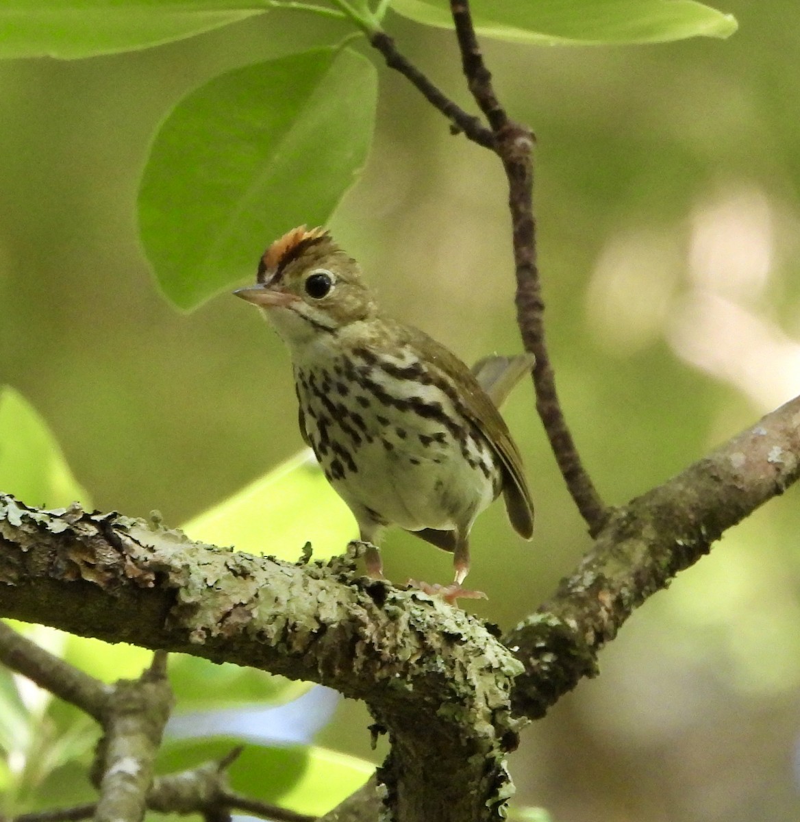 Ovenbird - ML620001058