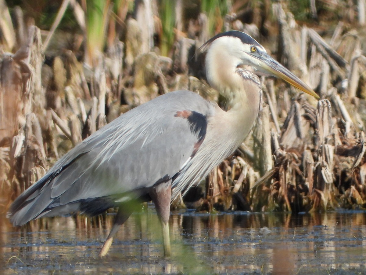 Great Blue Heron - ML620001065