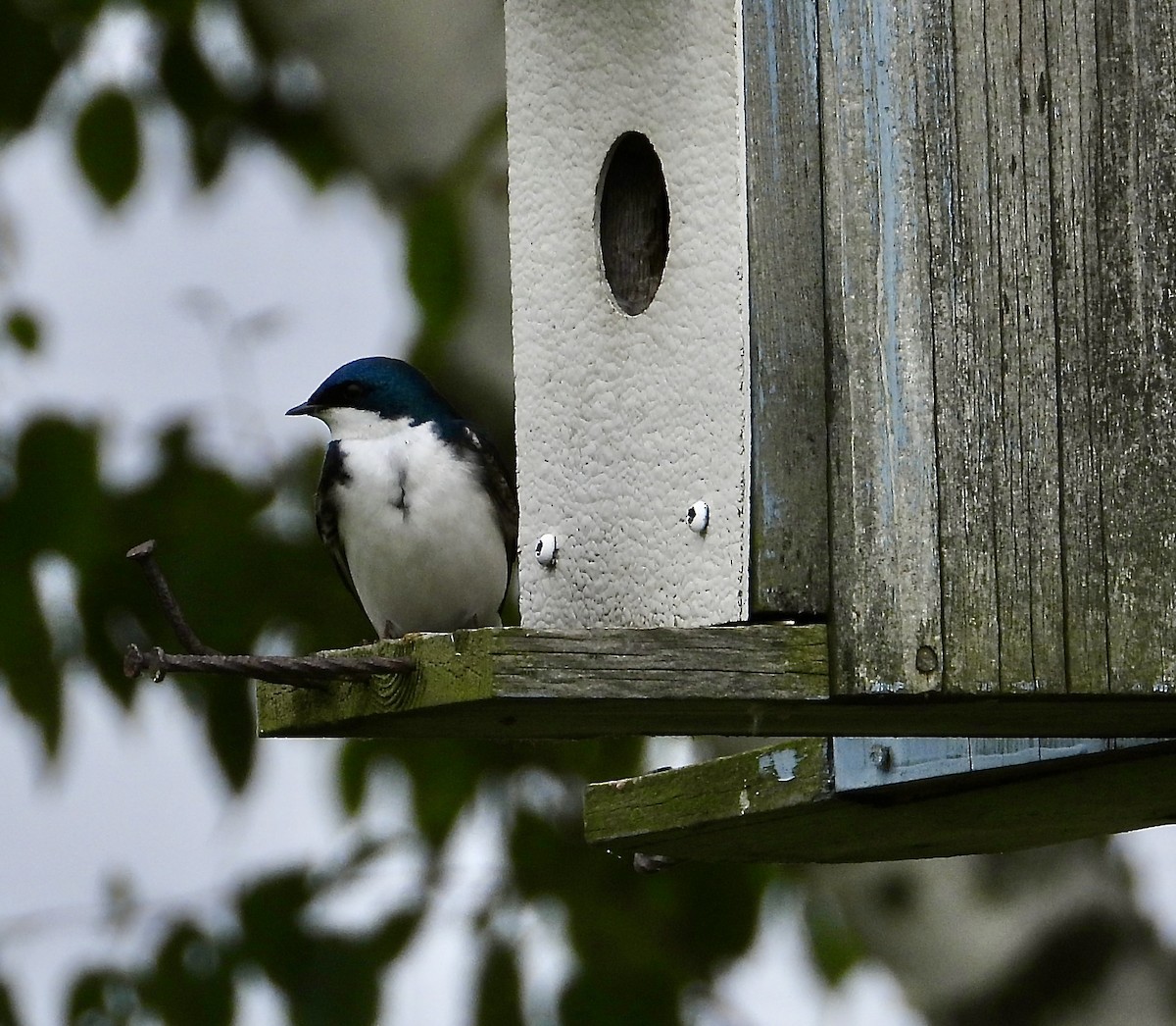 Tree Swallow - ML620001070