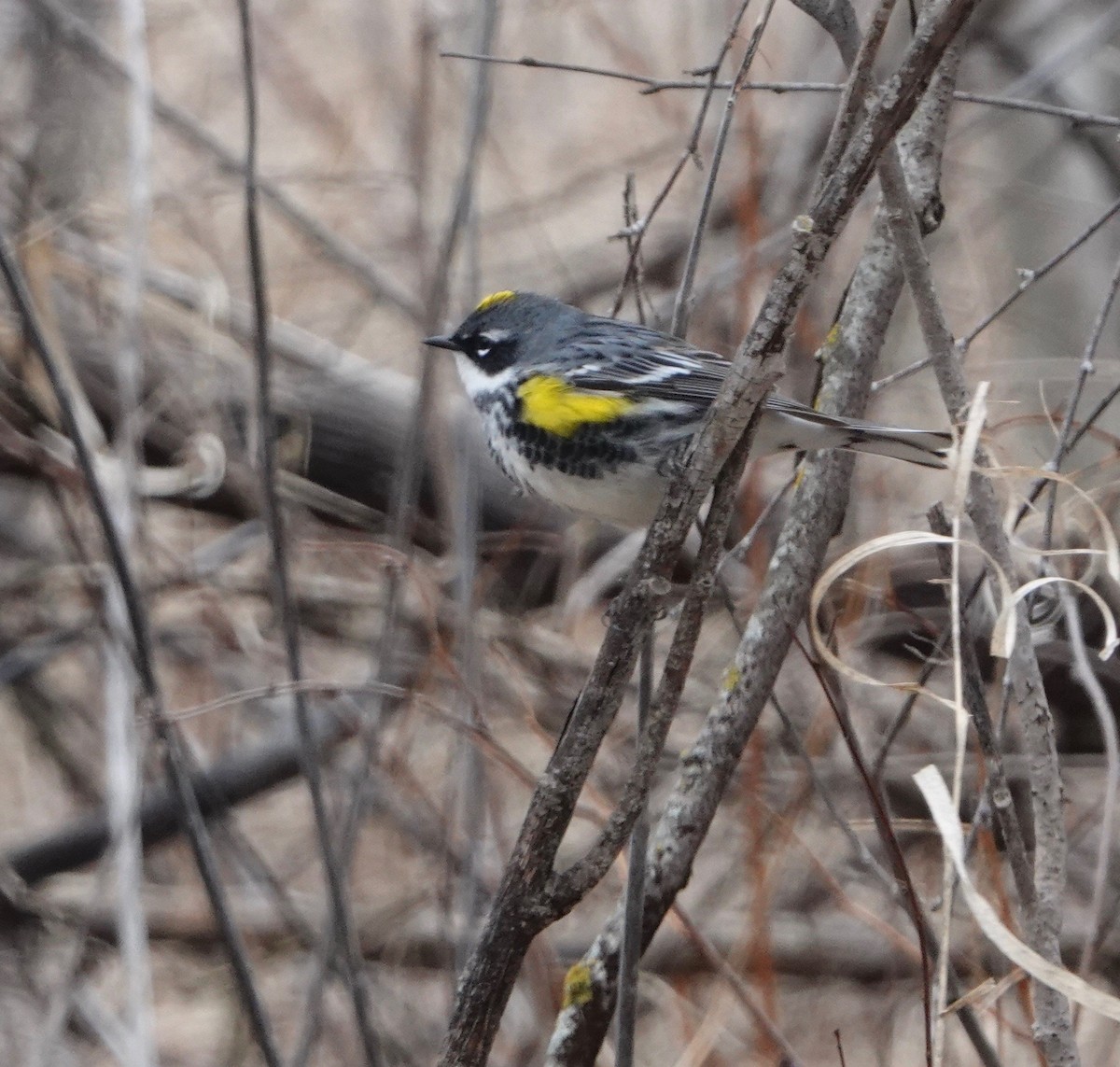 Yellow-rumped Warbler - ML620001071