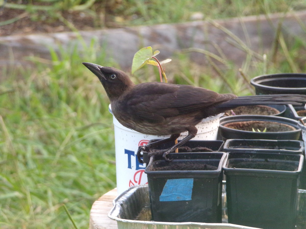 Common Grackle - ML620001073