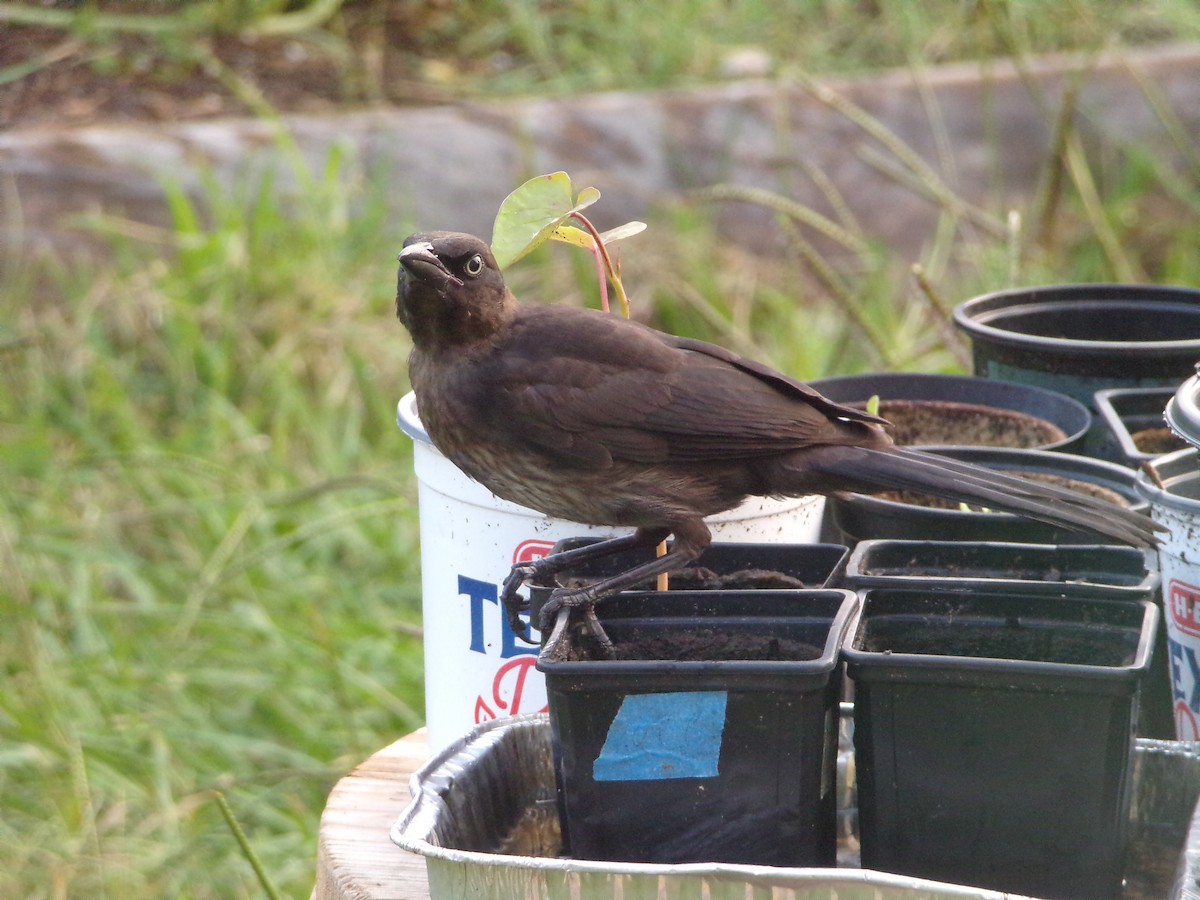 Common Grackle - ML620001074