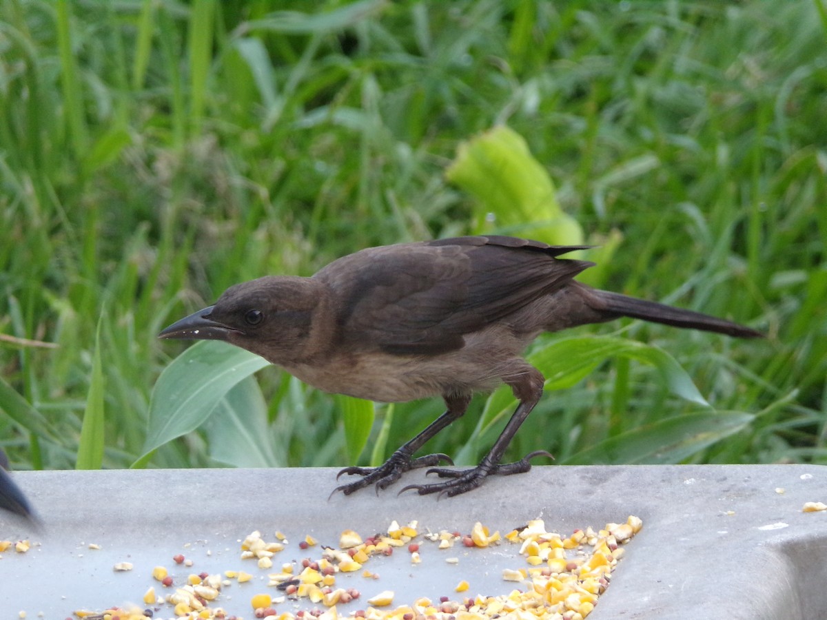 Common Grackle - ML620001077