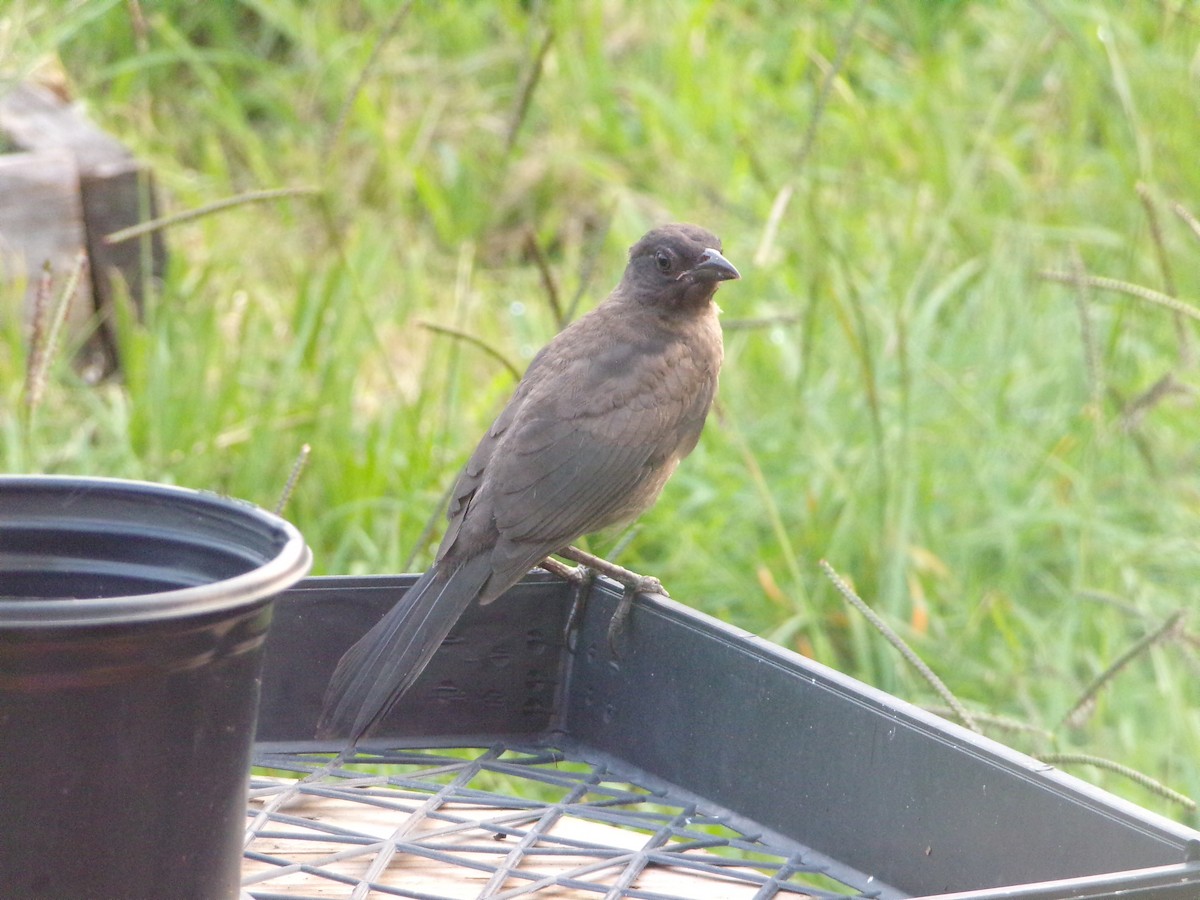 Common Grackle - ML620001081