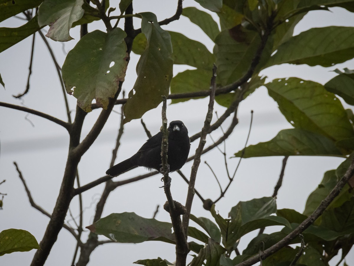 White-lined Tanager - ML620001084