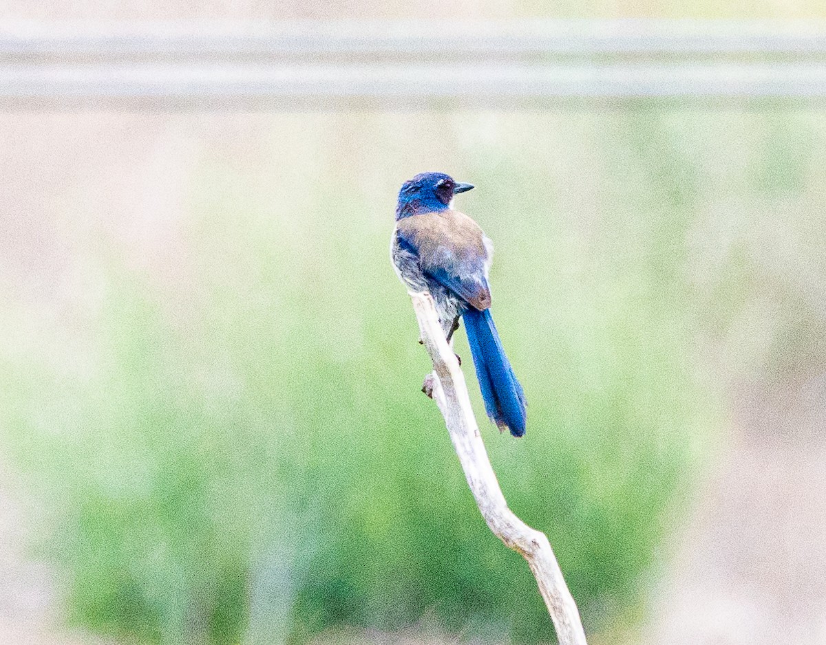 California Scrub-Jay - ML620001085