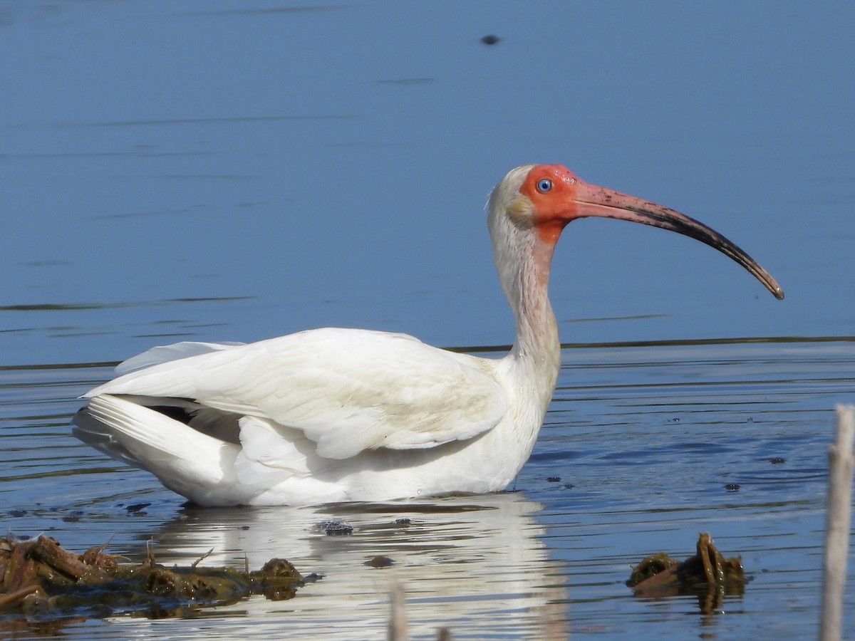 White Ibis - ML620001087