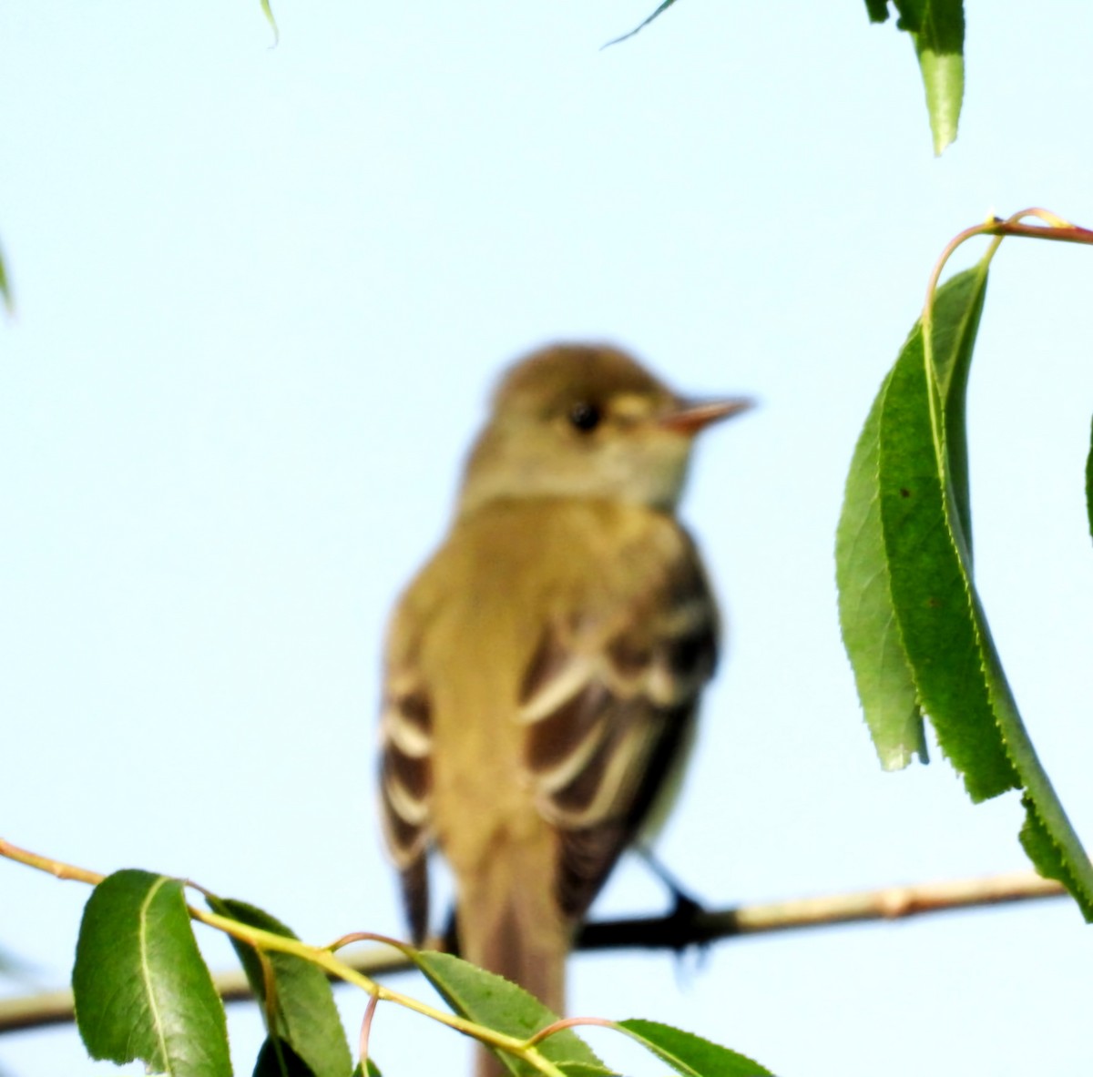 Willow Flycatcher - ML620001091