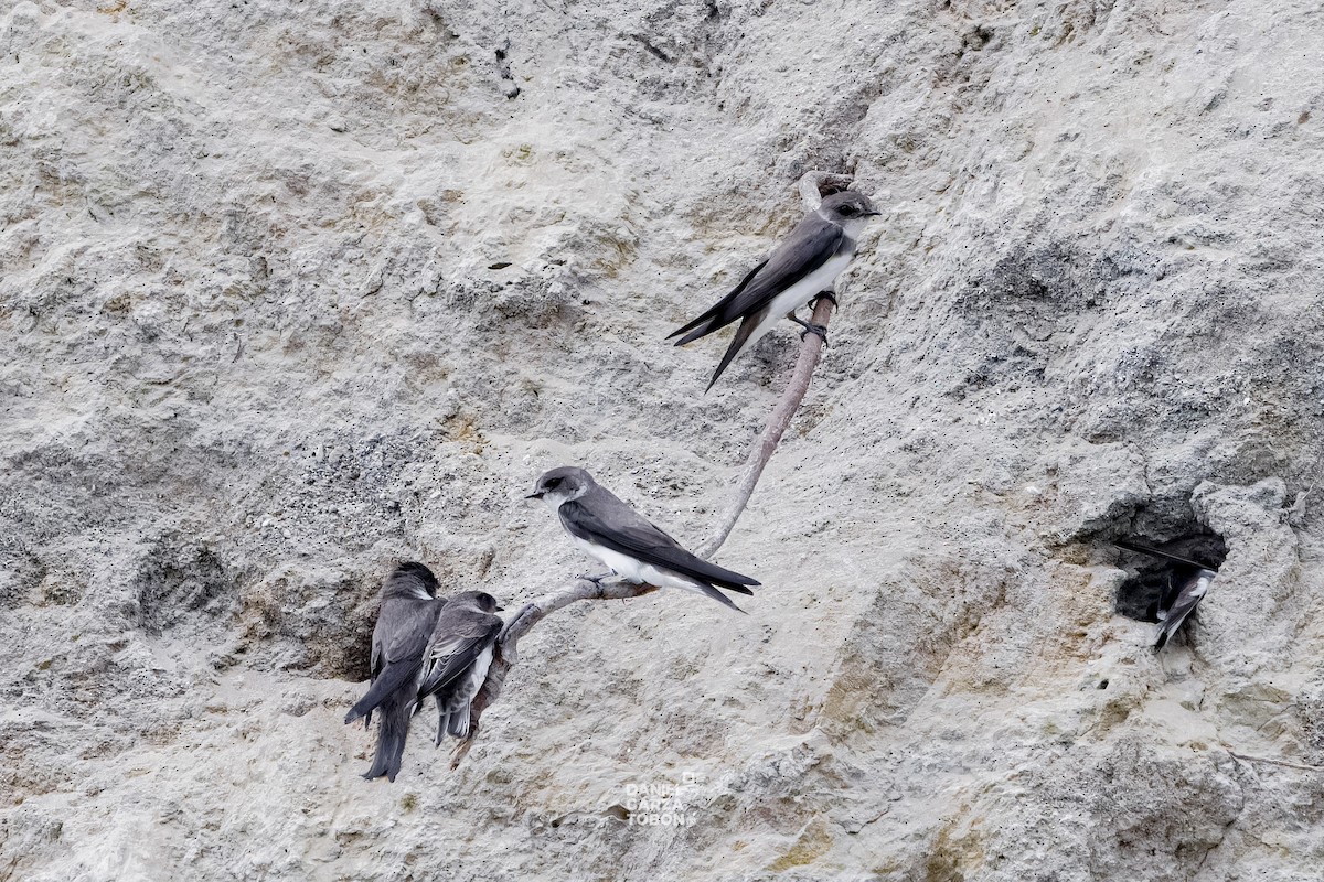 Bank Swallow - ML620001097