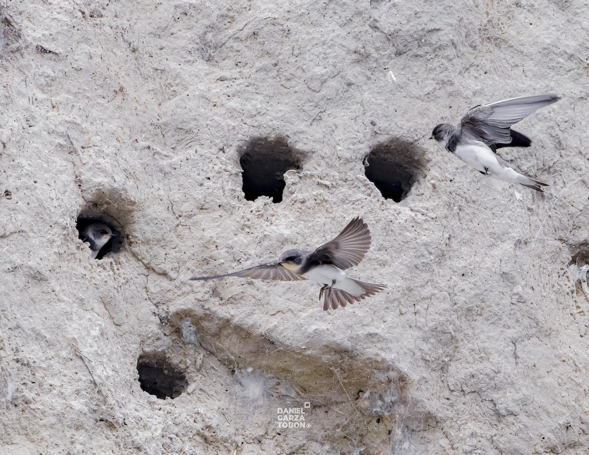 Bank Swallow - ML620001099