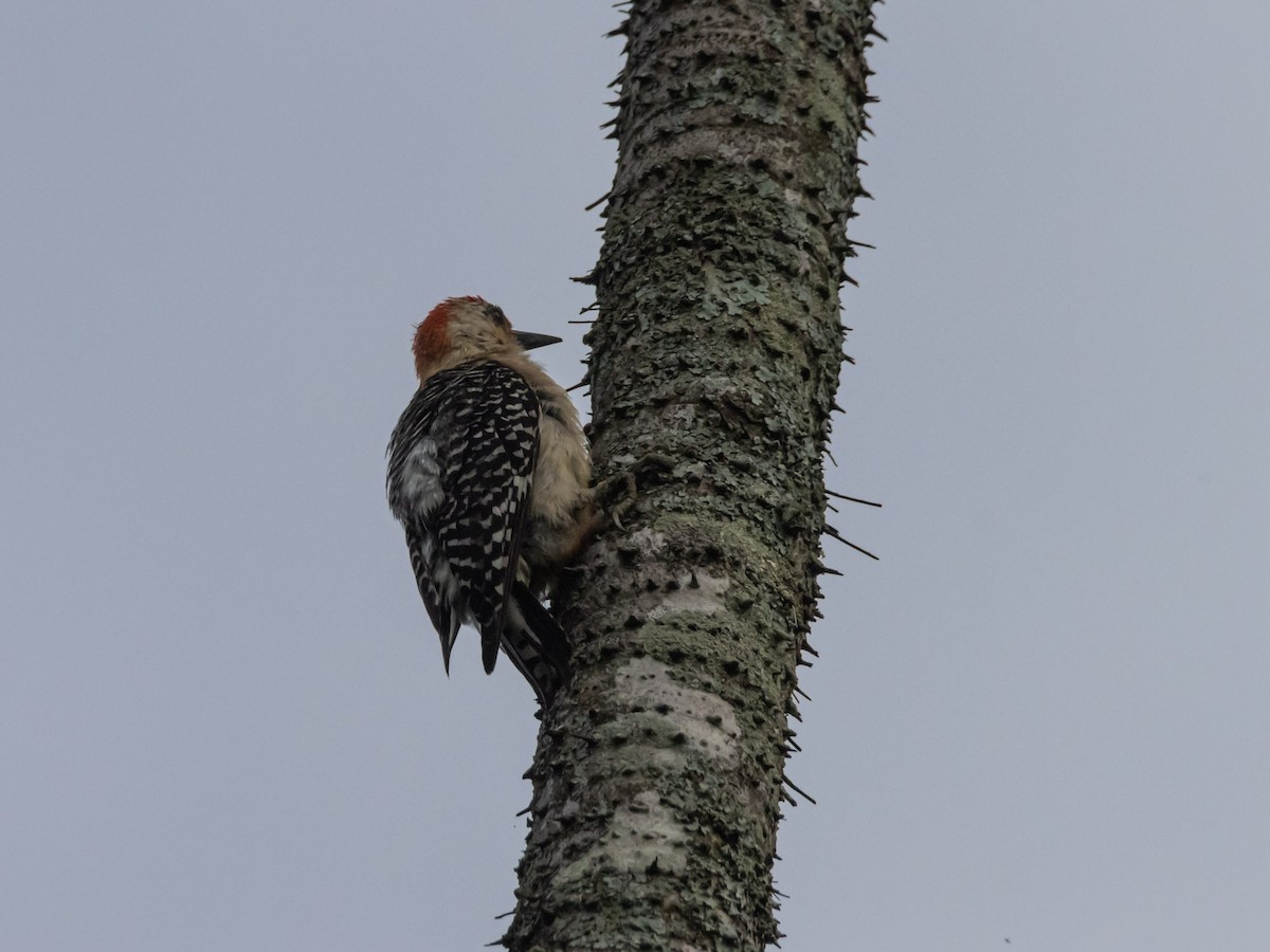 Red-crowned Woodpecker - ML620001112