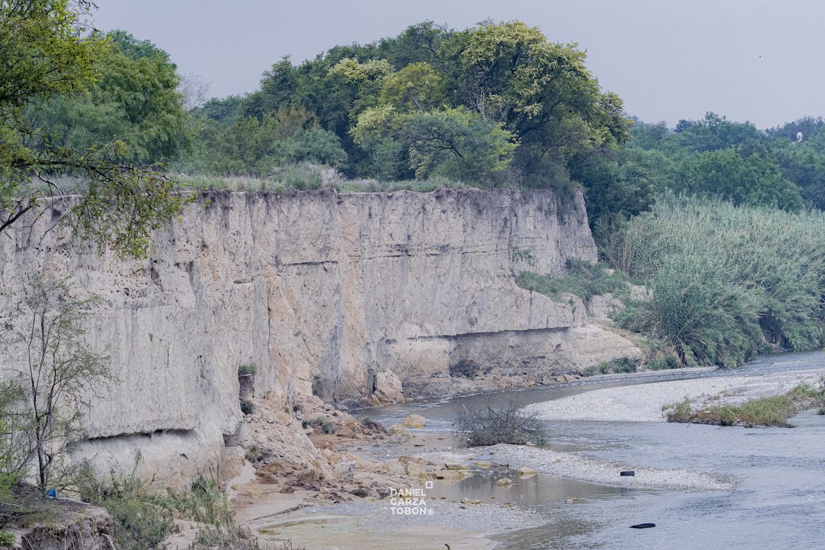 Bank Swallow - ML620001114