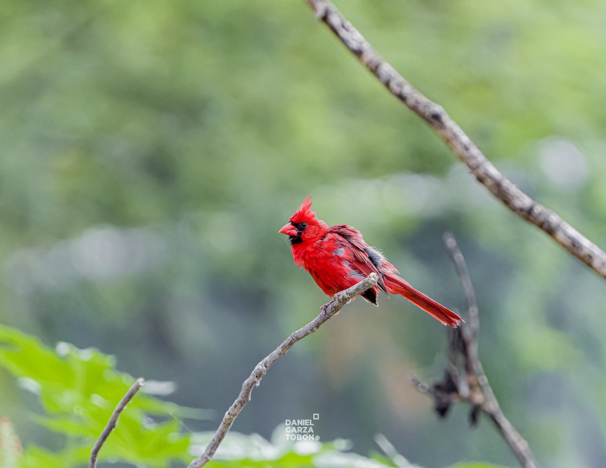 Cardinal rouge - ML620001120