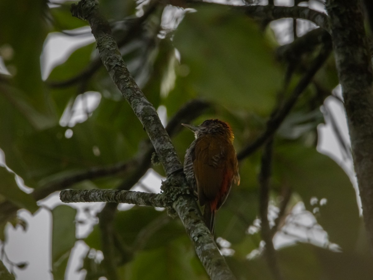 Red-rumped Woodpecker - ML620001125