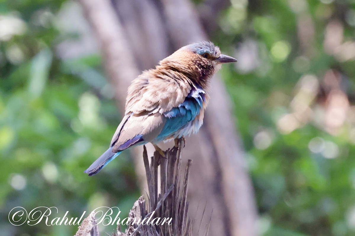 Indian Roller - ML620001141