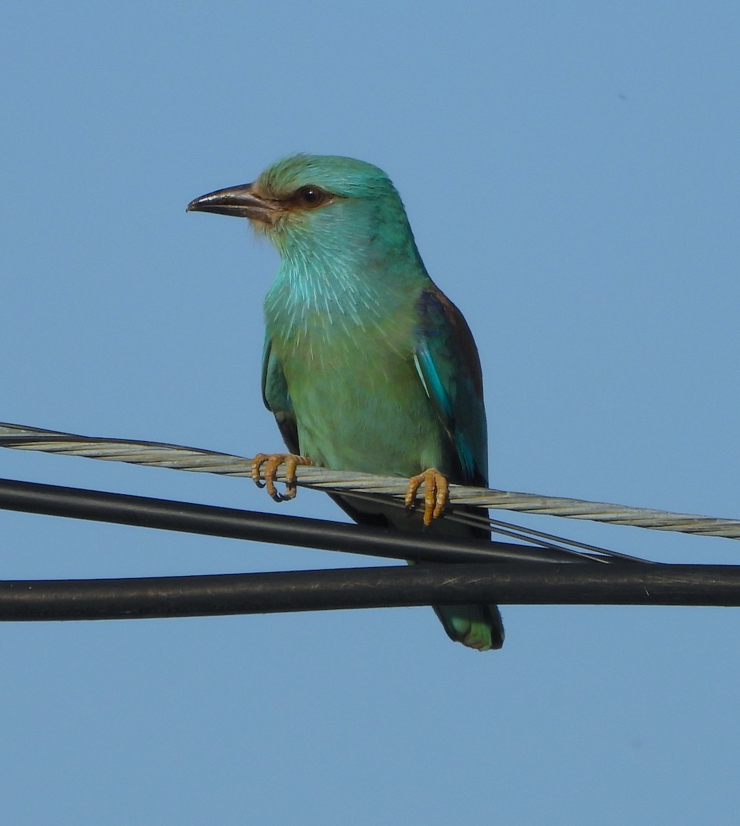 European Roller - ML620001143