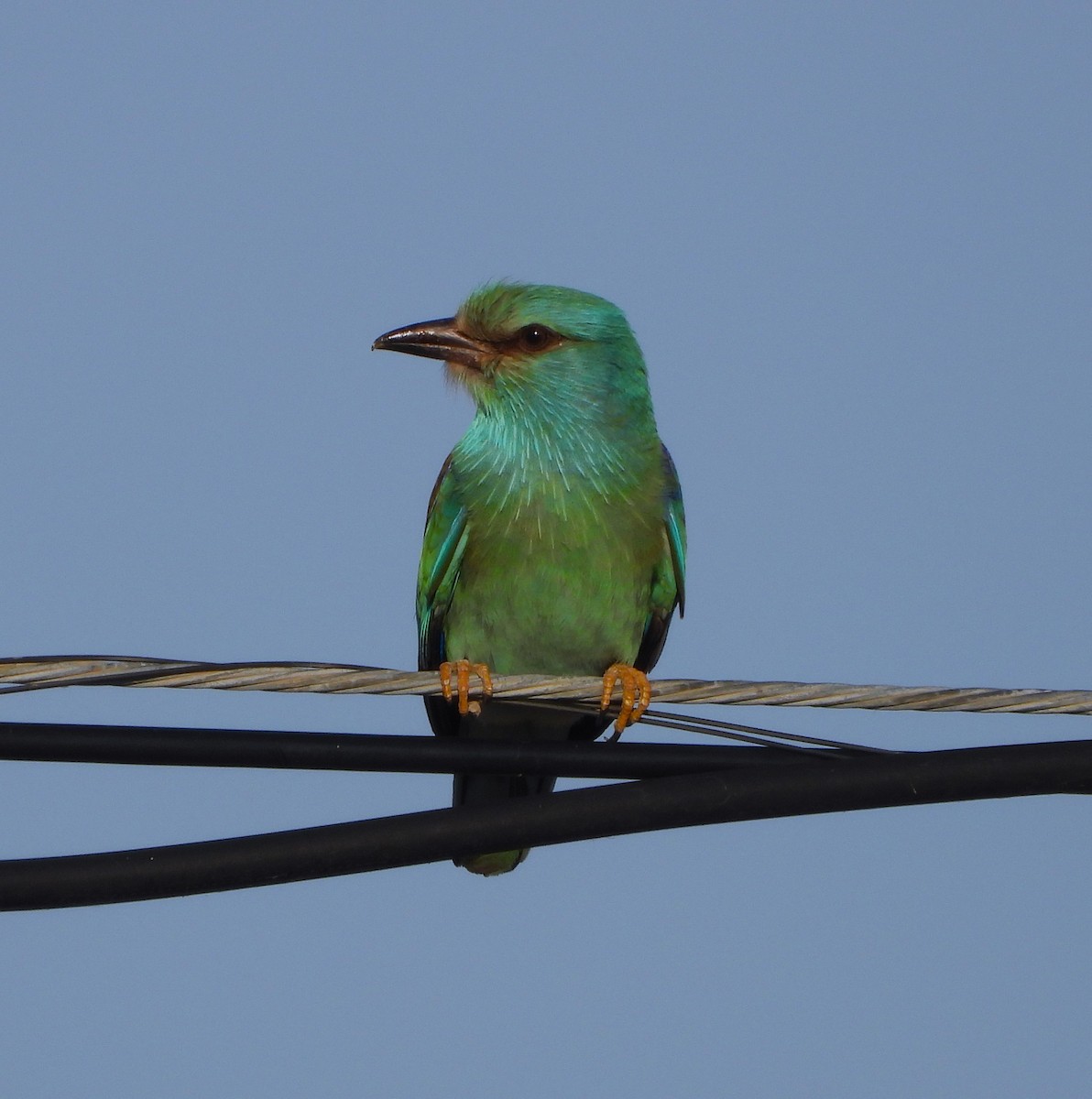 European Roller - ML620001145