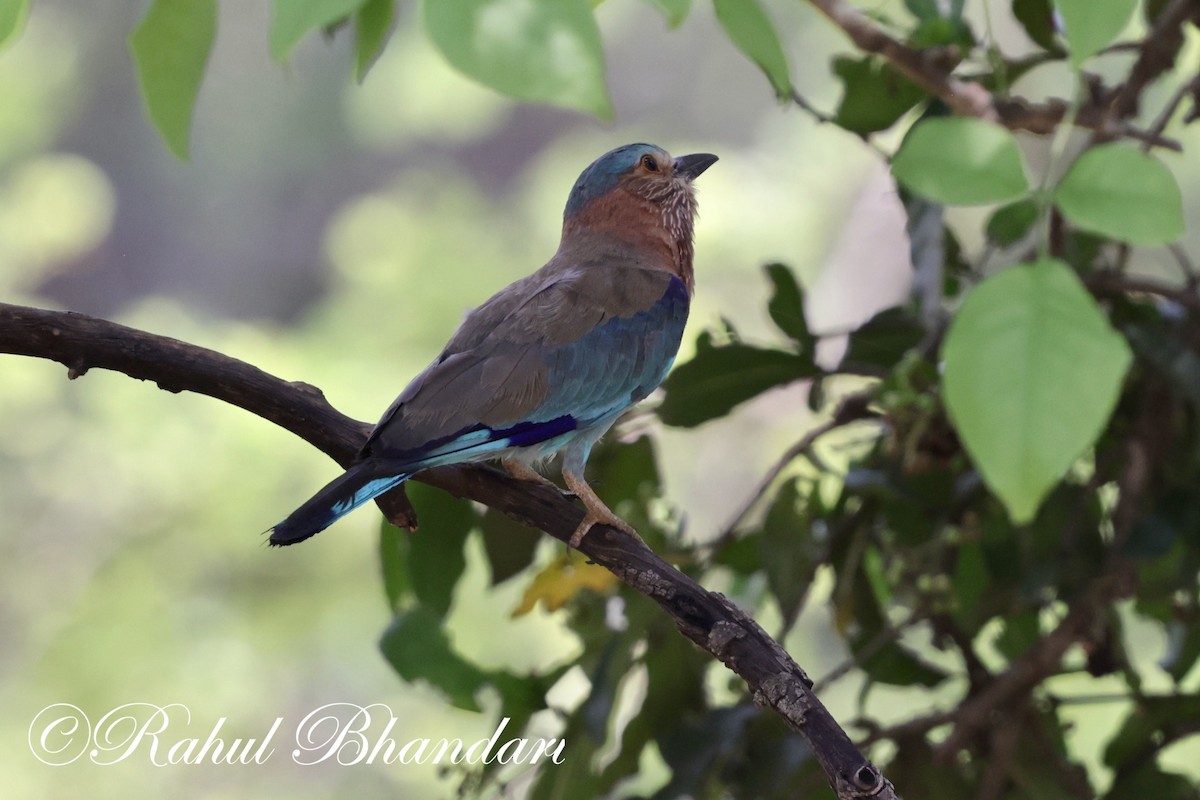 Indian Roller - ML620001147