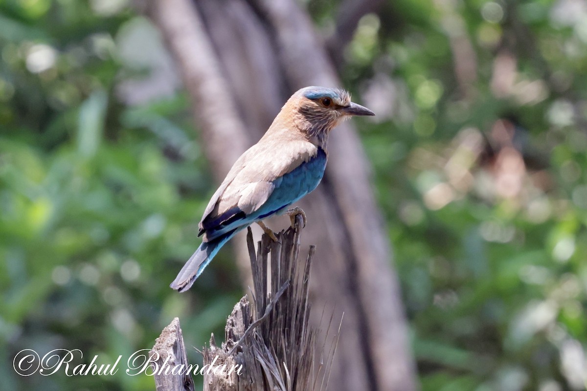 Indian Roller - ML620001148