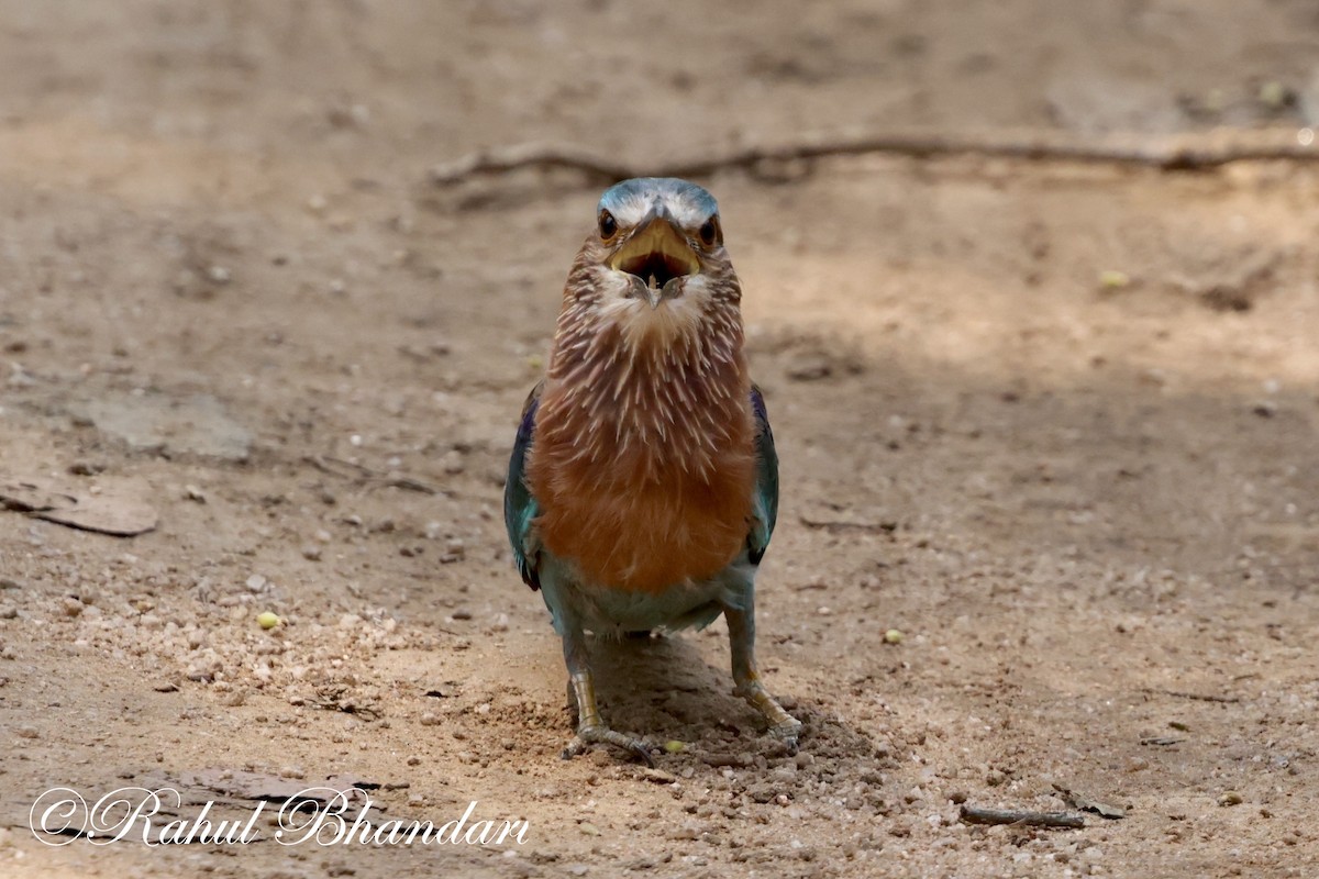 Indian Roller - ML620001149