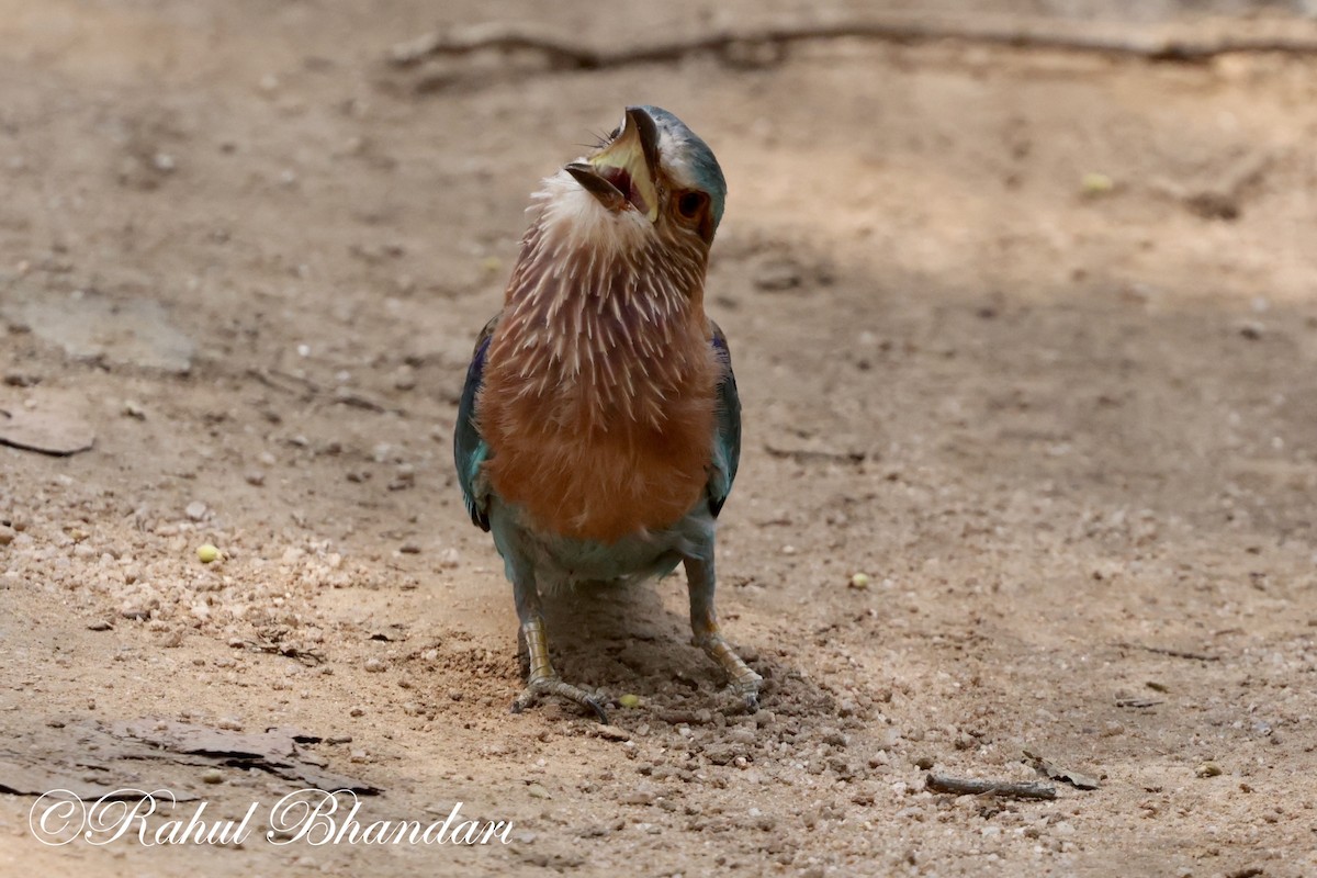 Indian Roller - ML620001150