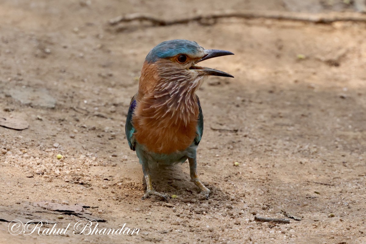 Indian Roller - ML620001151