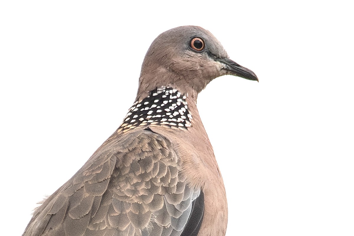 Spotted Dove - ML620001155