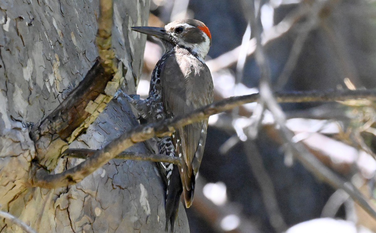 Arizona Woodpecker - ML620001159